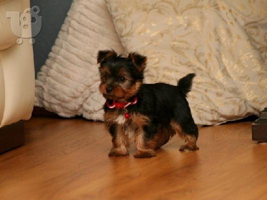 PoulaTo: PERRITOS DE YORKSHIRE